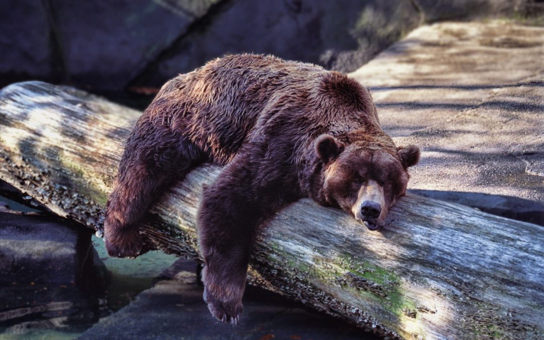 Pour une hibernation CONSCIENTE !
