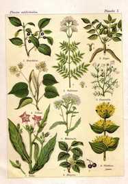 planche plante